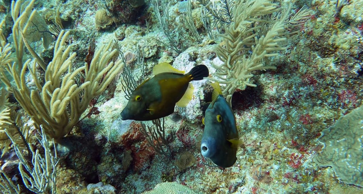 Diving in Ambergris Caye